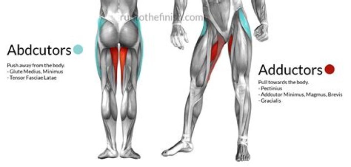 Learn The Difference: Abductor Vs Adductor Muscles