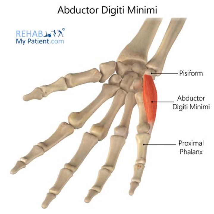 Master The Art Of Hand Dexterity: Strengthening The Adductor Digiti Minimi