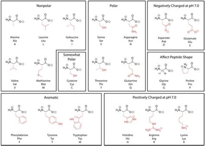 Guide To Amino Acid Polarity: Understanding The Basics