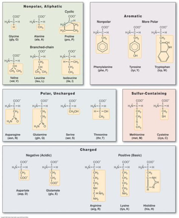 Essential Guide To Amino Acid Polarity: Understanding Molecular Interactions