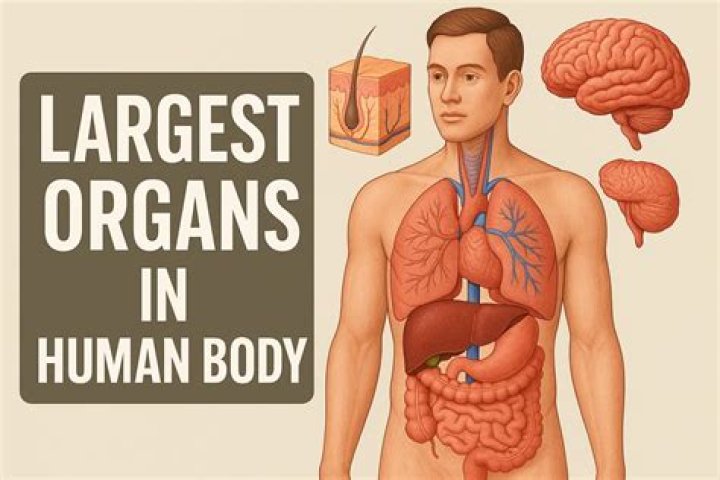 The Largest Organ: Your Skin's Role In Health