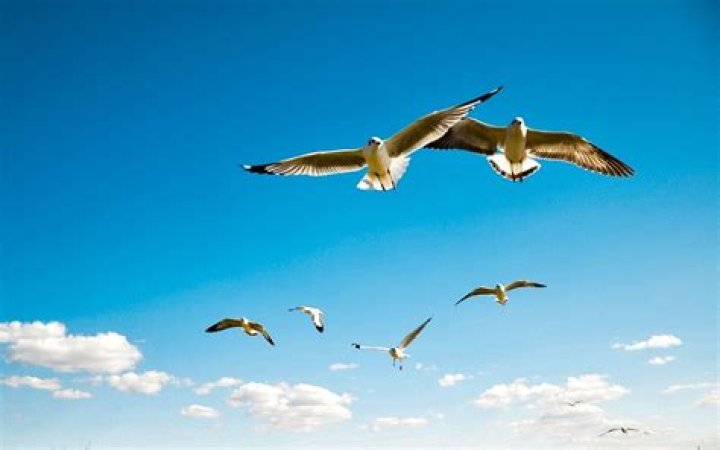 Exceptional Flight: Birds Soaring High In The Azure Sky