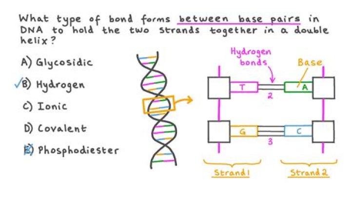 Unraveling The Intricacies Of DNA: Exploring The Bonds That Shape Its Structure