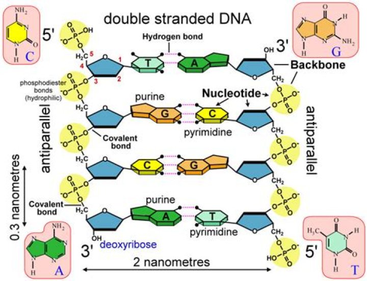The Essential Guide To Bonds Within DNA: Unlocking The Secrets Of Molecular Interactions