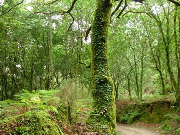 Discover The Enchanting Bosque Oceanico: A Marine Paradise