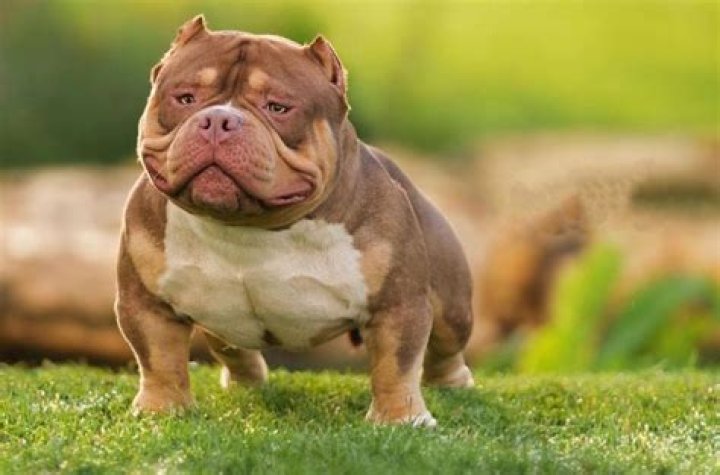 The Ultimate Guide To Bully Pitbulls: Everything You Need To Know