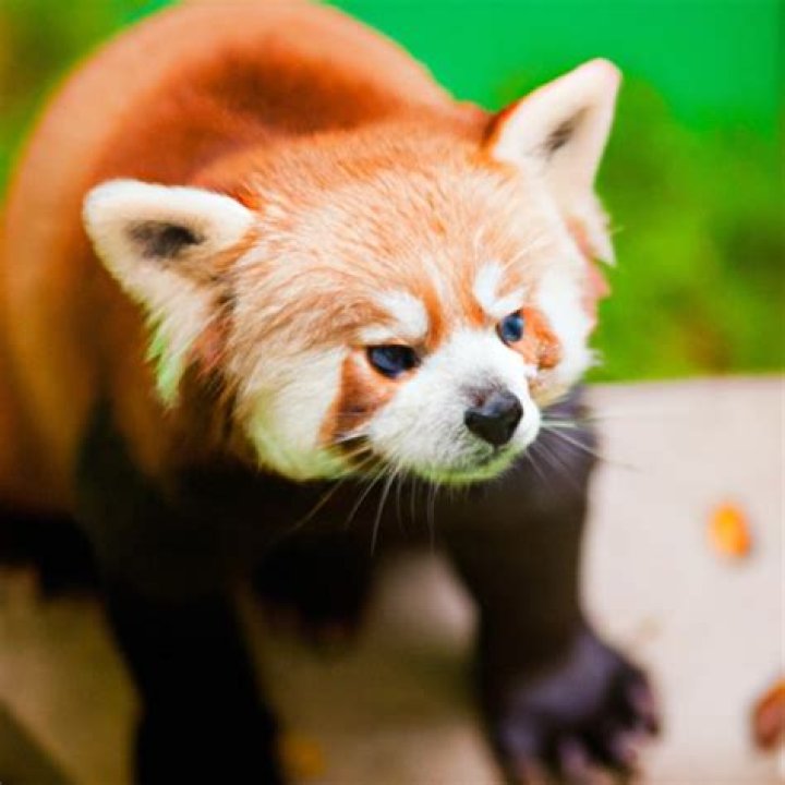 Buying A Red Panda: Everything You Need To Know