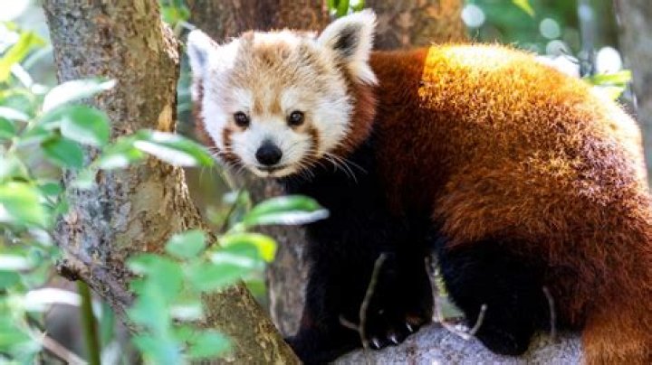 Can You Bring Home Red Pandas As Exotic Pets?