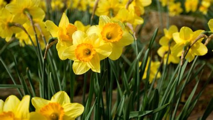 Can You Plant Daffodils In January: A Guide To Winter Daffodil Planting