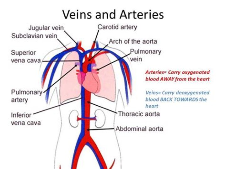 VEINS: The Vital Vessels That Carry Blood Away From The Heart