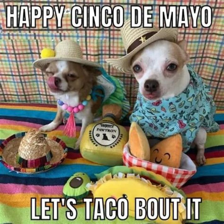 Cinco De Mayo Meme Shenanigans: The Best And Brightest