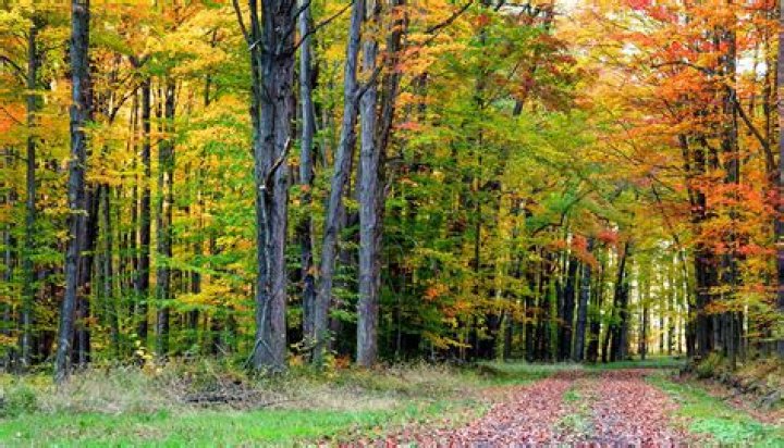 Discover The Unique Climates Of Deciduous Forests