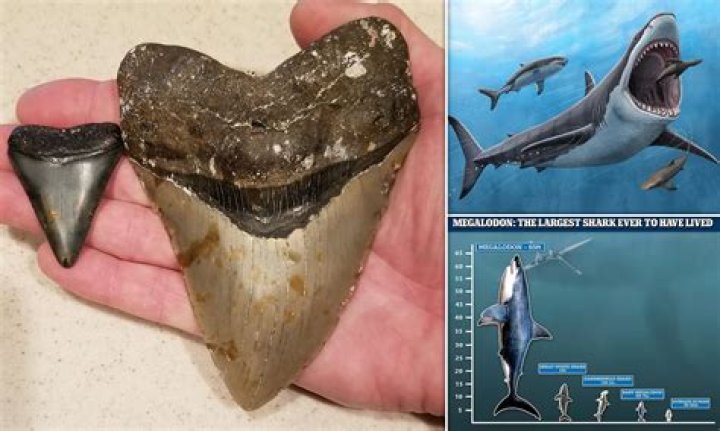 Did NASA Really Uncover A Frozen Ancient Megalodon?