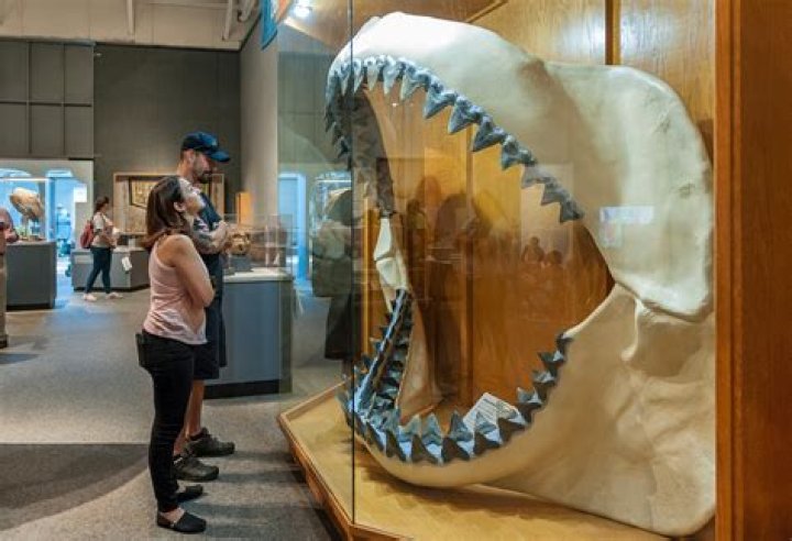 Did NASA's Hubble Telescope Find A Real-Life Megalodon?