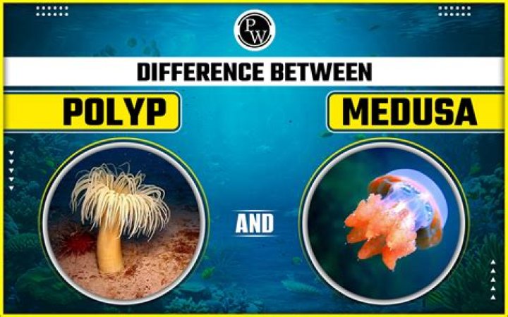 Unveiling The Key Differences Between Polyps And Nodules: A Comprehensive Guide