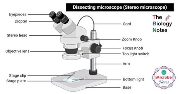 Dissecting Microscopes: The Ultimate Guide For Scientists And Students