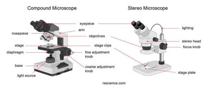 Precision Dissection Microscopes For Intricate Examinations