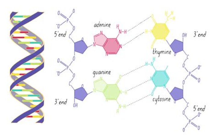 Ultimate Guide To DNA Bonds: Unlocking Nature's Molecular Code