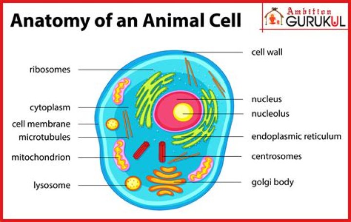 The Ultimate Guide: Do Animal Cells Possess Cell Membranes?
