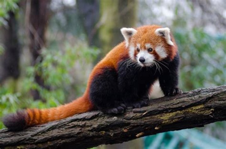 The Ultimate Guide To Domesticated Red Pandas: Care, Training, And More