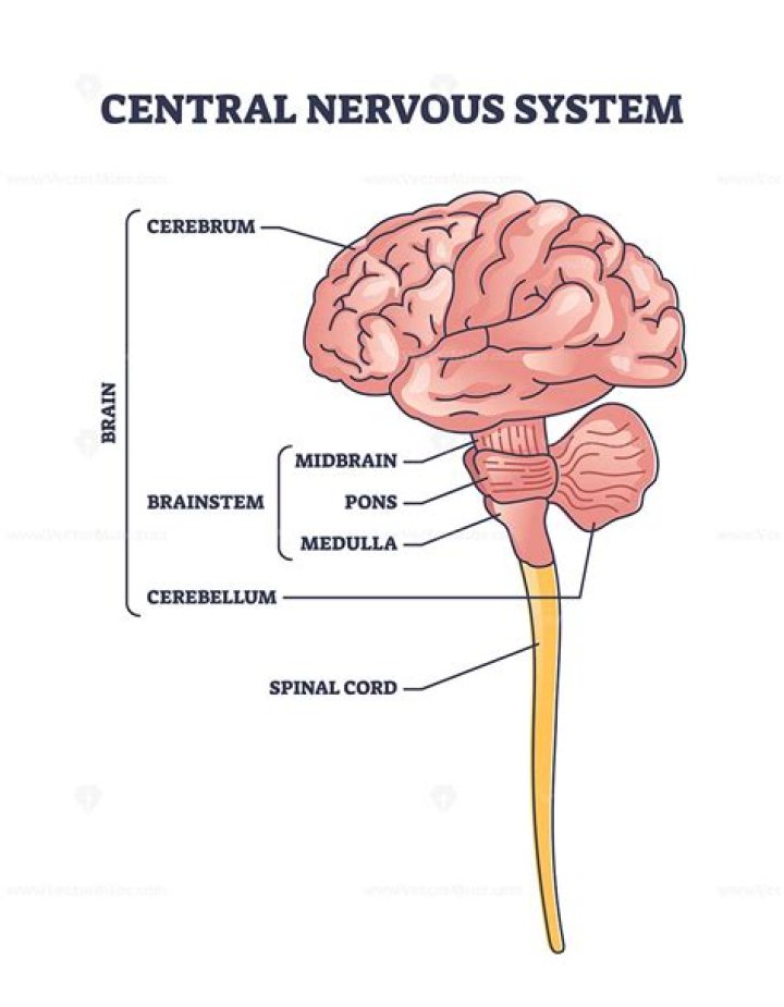 Essential Functions Of The Central Nervous System: The Master Control Center
