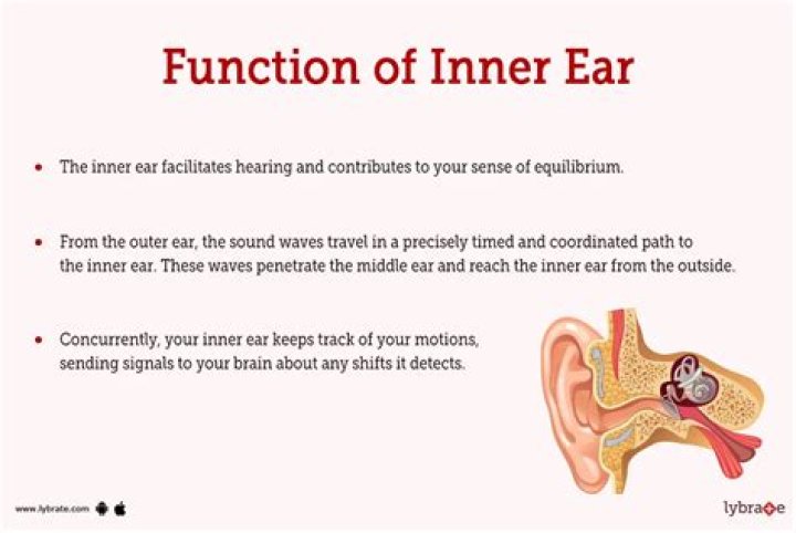 The Essential Guide To Understanding The Functions Of Your Ears