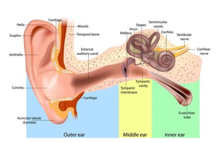Understanding The Intricacies Of Ear Functioning