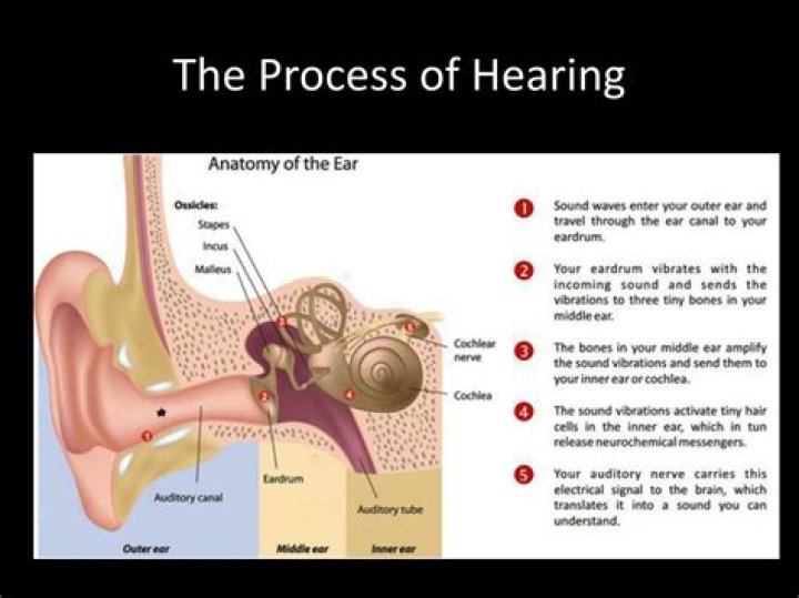 Unlocking The Ear's Marvels: Understanding Its Vital Functions