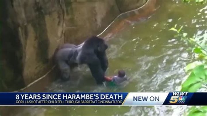 Harambe's Tragic Demise: The Aftermath