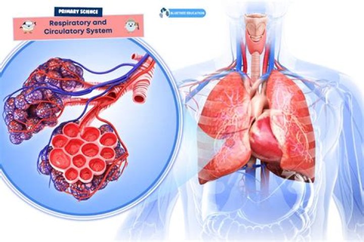 Unraveling The Interplay: How The Respiratory And Circulatory Systems Work Together