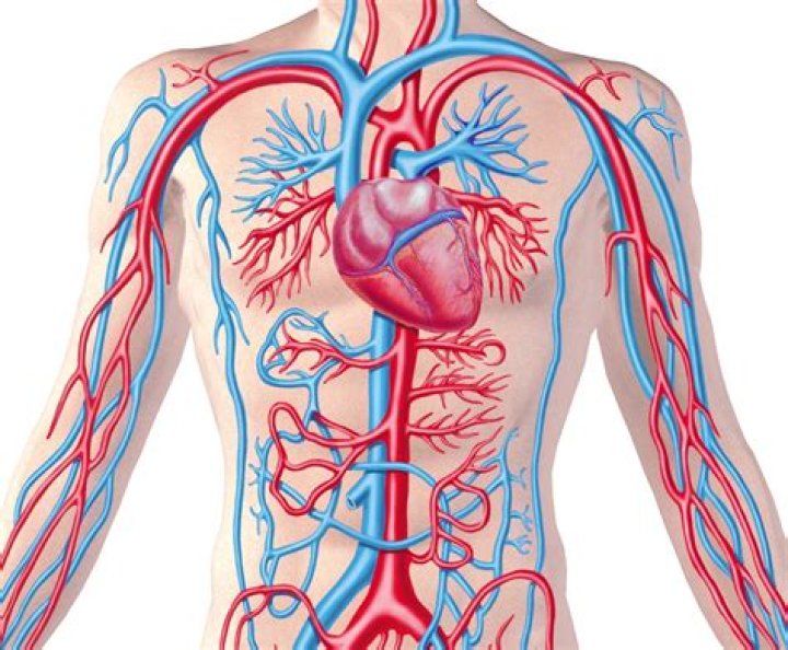 Discover The Vital Connection: How The Circulatory And Respiratory Systems Collaborate