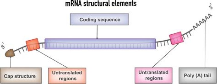 Guide: MRNA Sequence To Amino Acid Sequence