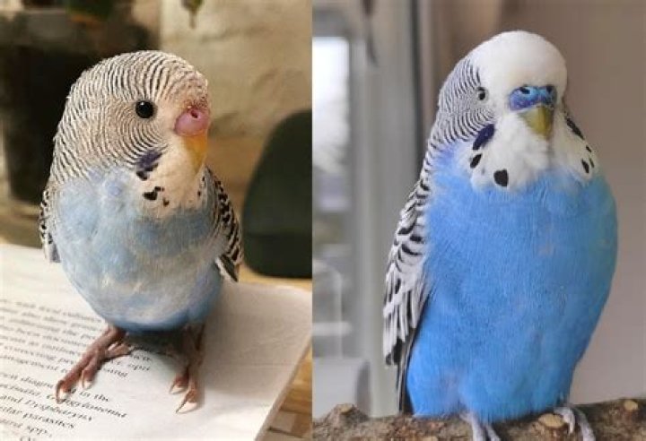 How Long Do Budgies Live: A Comprehensive Guide To Lifespans