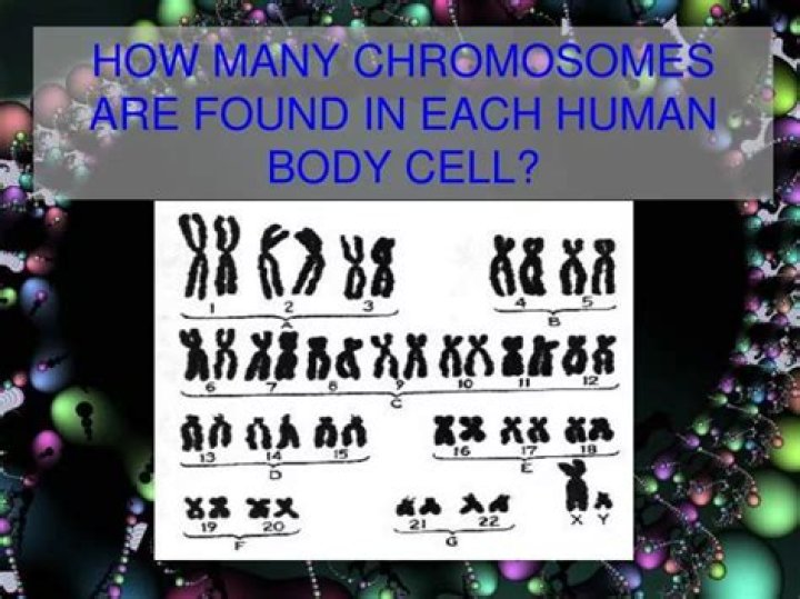 Complete Guide: Unveiling The Number Of Chromosomes In Human Body Cells