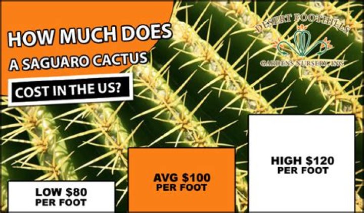 Complete Guide: The Cost Of Owning A Saguaro Cactus