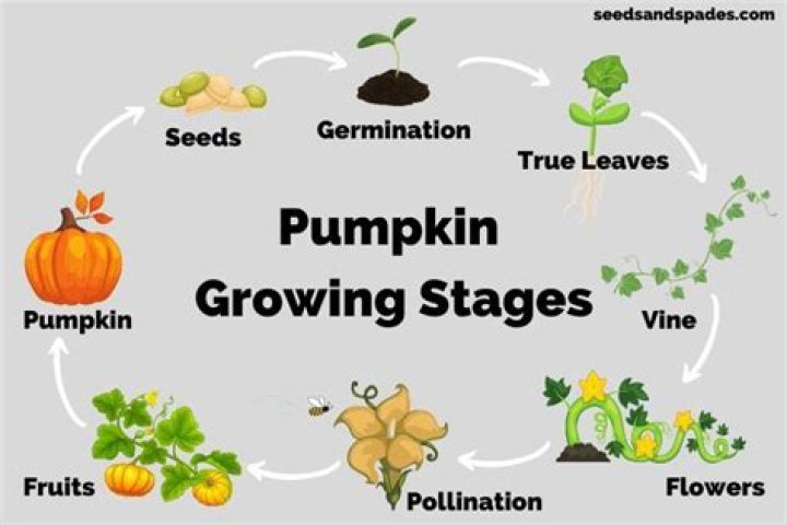 The Ultimate Guide: Pumpkin Pricing Unraveled
