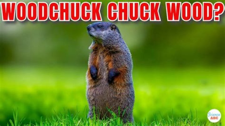 The Ultimate Guide: How Much Wood Could A Woodchuck Chuck If It Could Chuck Wood?