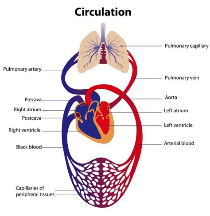 Unlocking The Connection: How Respiratory And Circulatory Systems Collaborate