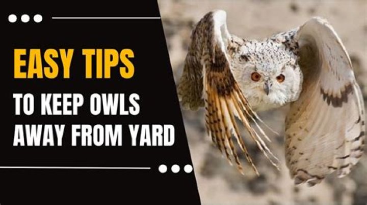 Owl Away: Effective Methods To Deter Birds Of The Night