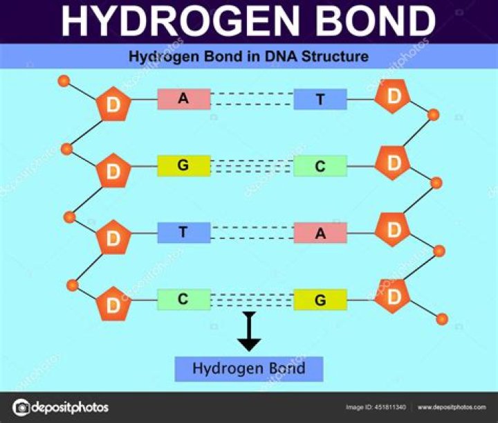 Unraveling The Significance Of Hydrogen Bonding In DNA's Structural Integrity