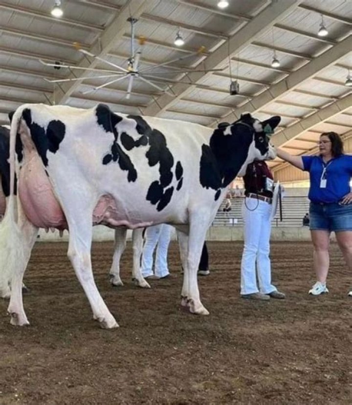 The Ultimate Guide To Understanding And Caring For Jigaboo Cows