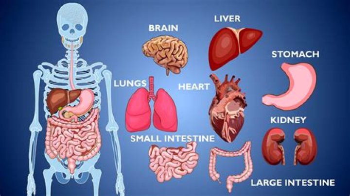 Discover The Largest Internal Organ In Your Body: Unraveling The Secrets Of Your Liver