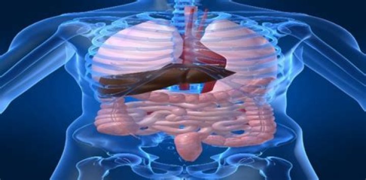 Discover The Largest Organs In The Human Body: A Comprehensive Guide