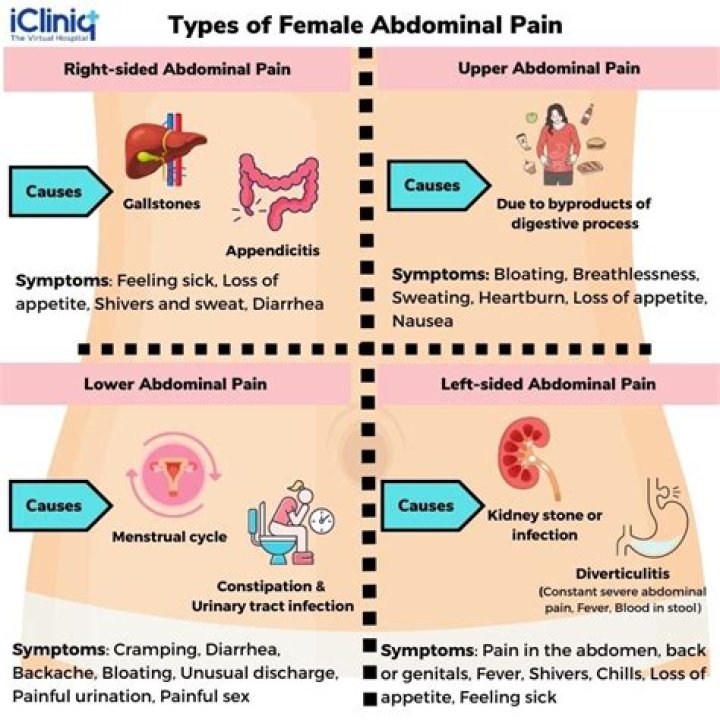 Your Guide To Understanding The Spleen: The Lower Left Back Organ
