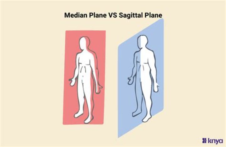 Ultimate Guide To The Median Sagittal Plane: Anatomy, Functions, And Significance