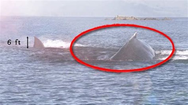 The Megalodon: Ancient Giant Shark Explored By NASA