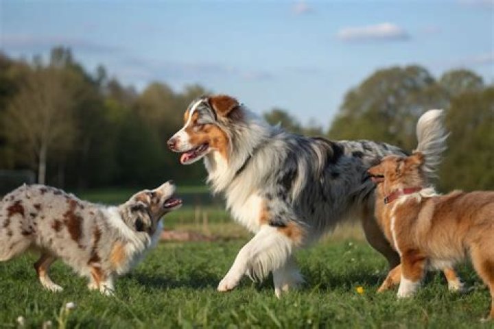 Merle Berger's Son: Unraveling The Mystery Behind The Famous Composer