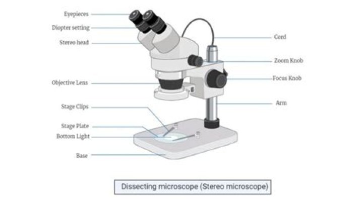 The Ultimate Guide To Dissection Microscopes: A Comprehensive Review