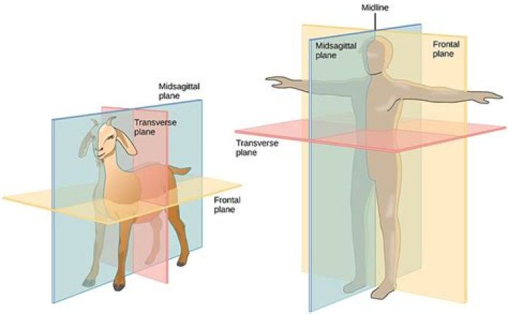 Comparing Midsagittal And Sagittal Planes: A Comprehensive Guide