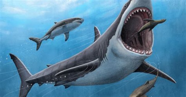 The Return Of The Sea Beast: NASA's 2024 Megalodon Expedition